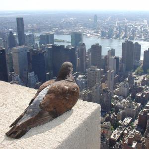 empire-state-pigeon-3_l